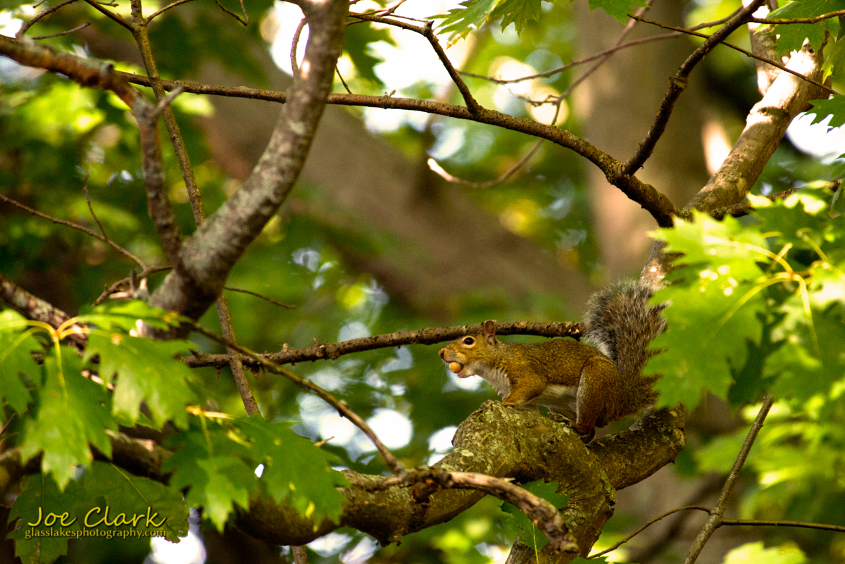 nutty squirrel by Joe Clark www.glasslakesphotography.com