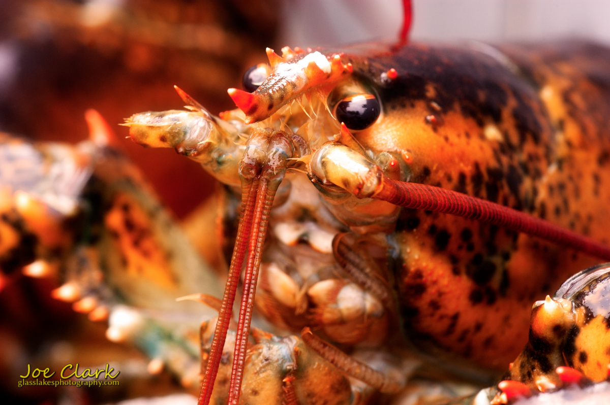 Main lobster by Joe Clark.