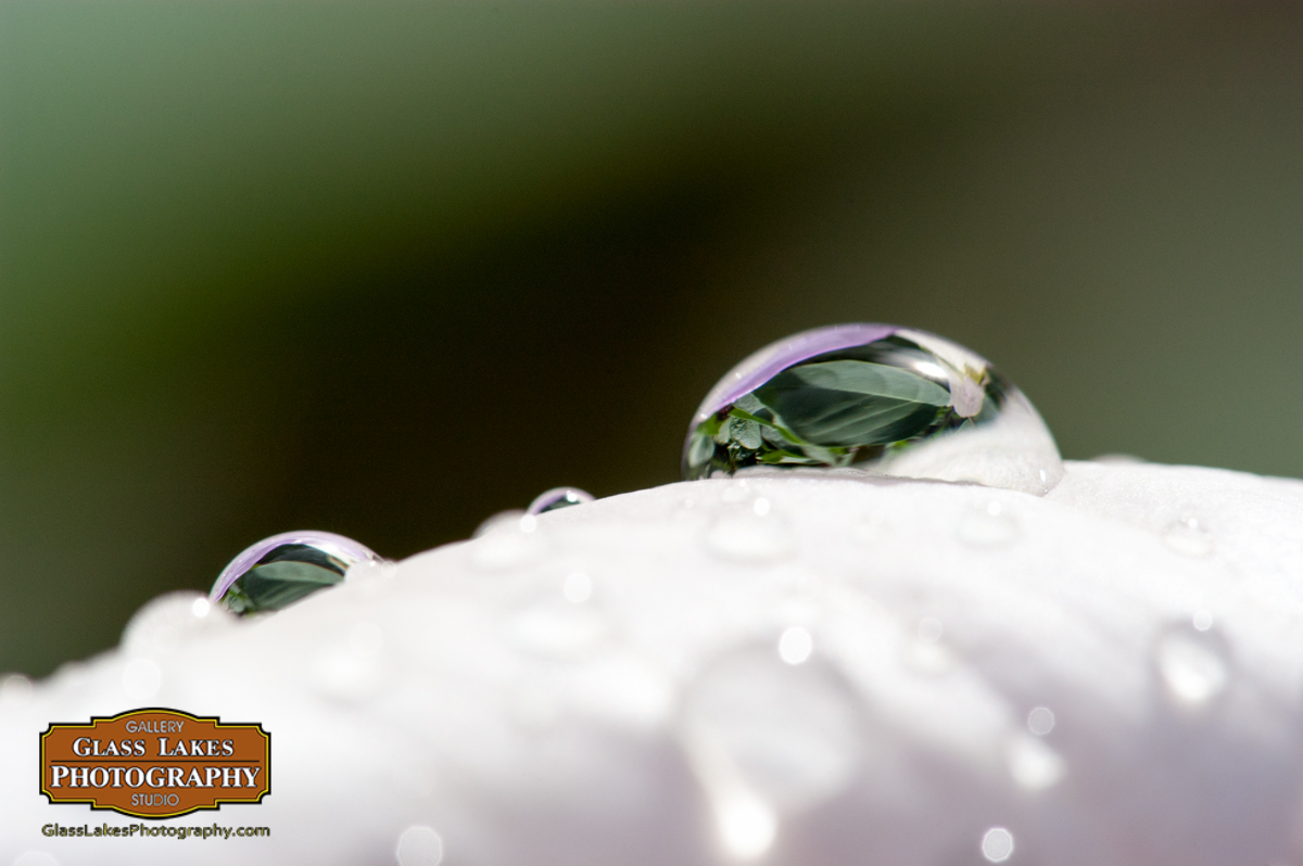 Water Droplets on flower petals Northern Michigan photography by Joe Clark