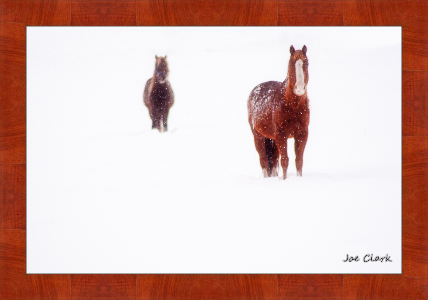 Ahead of the herd. by Joe Clark R60553