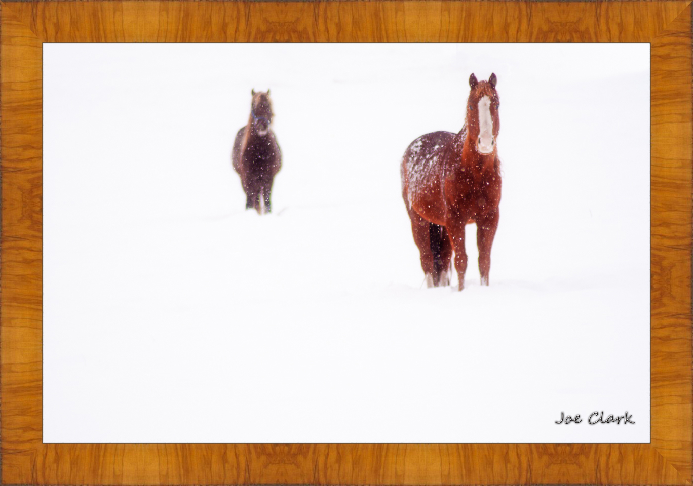Ahead of the herd. by Joe Clark R60583