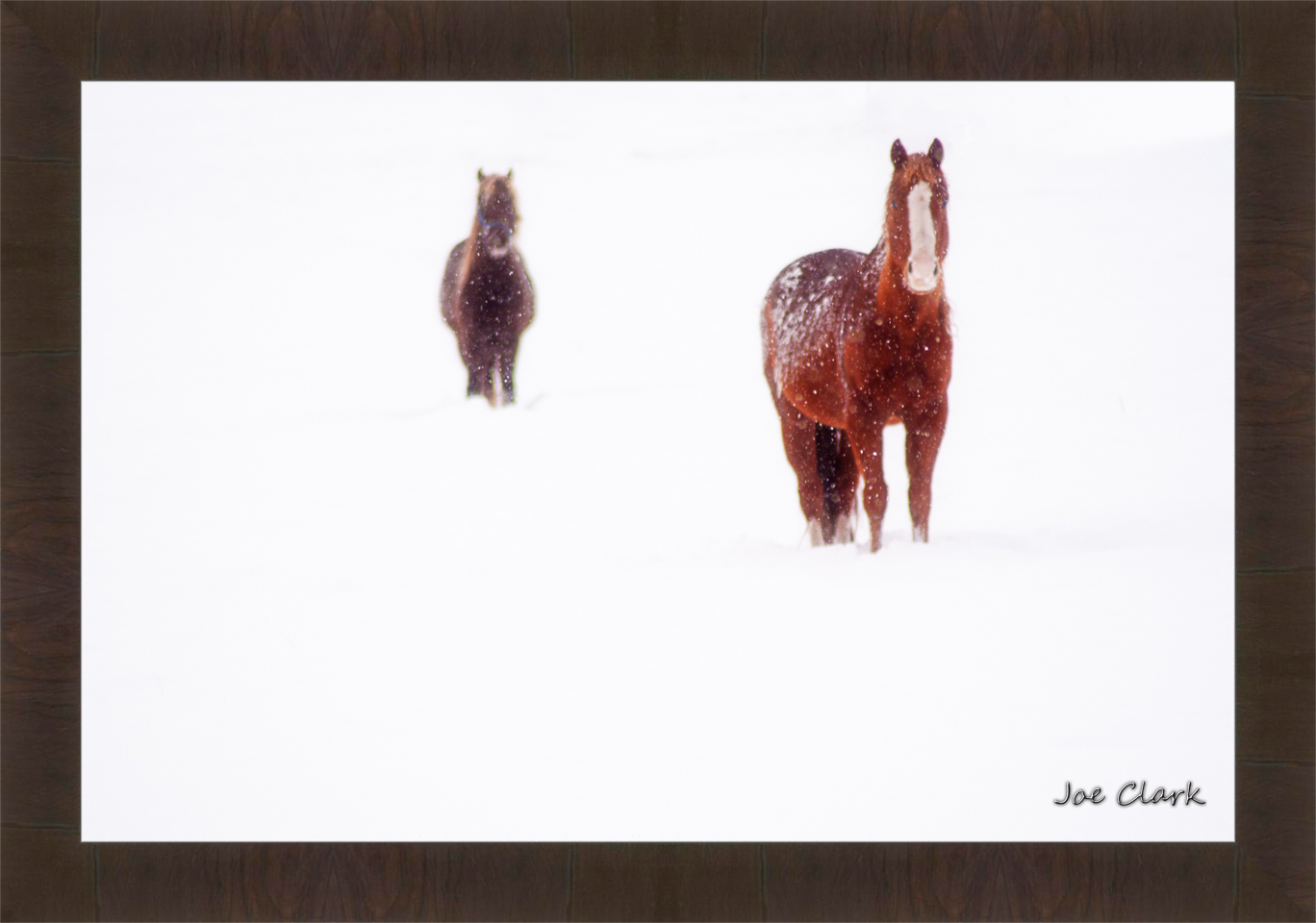 Ahead of the herd. by Joe Clark R60545