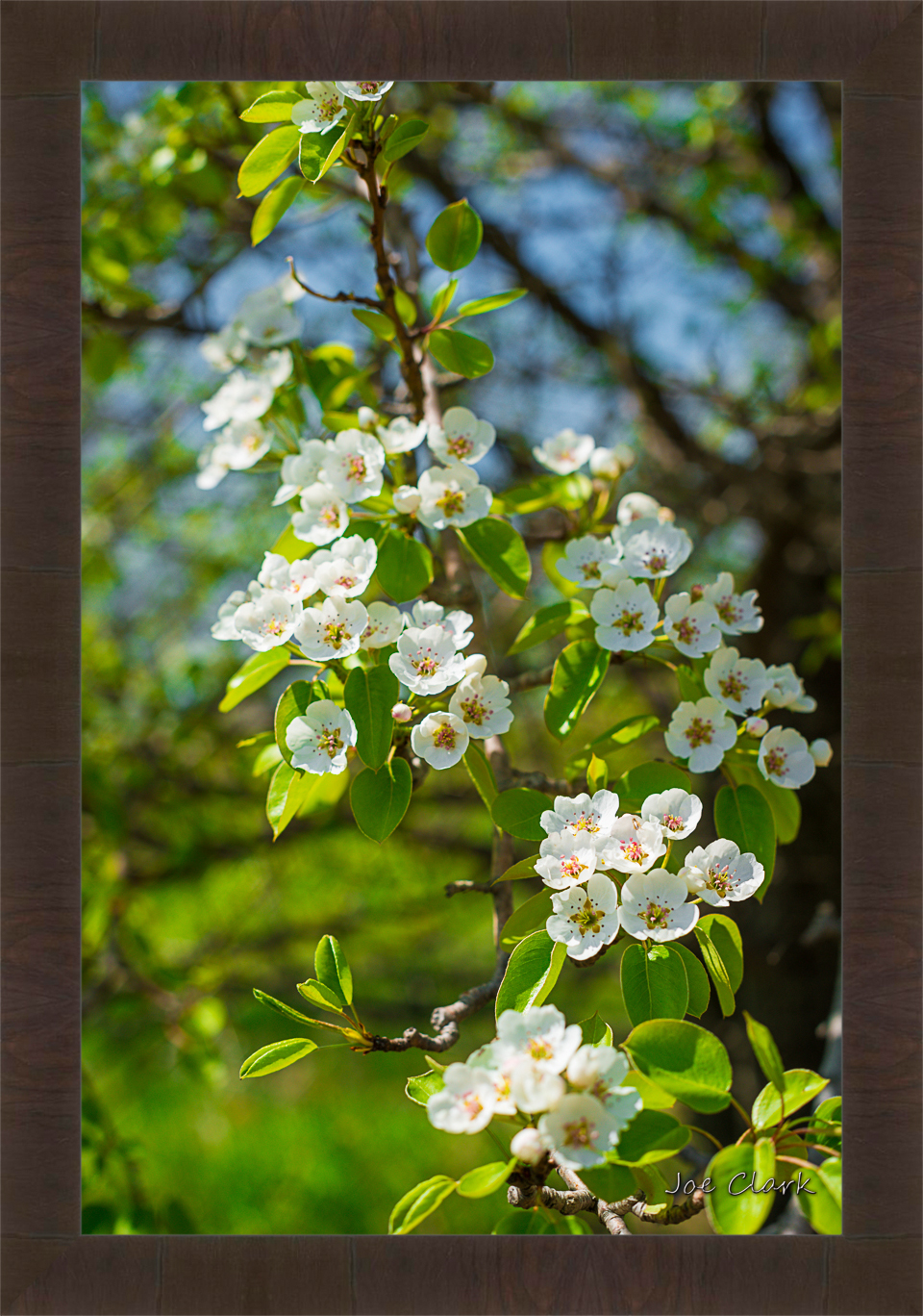 Apple Blossom 1 by Joe Clark R60545