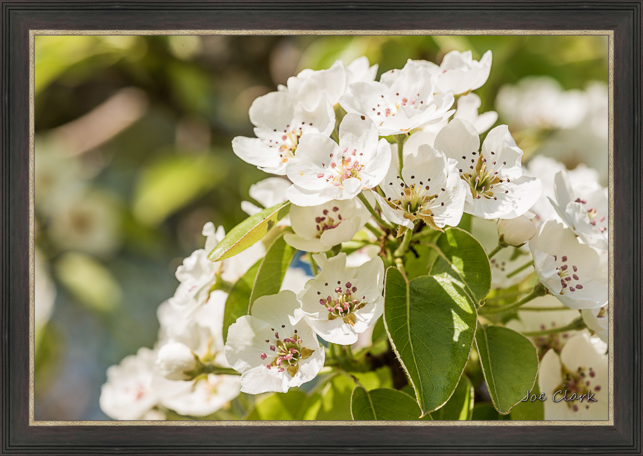 Apple Blossom 2 by Joe Clark L638120L638120 1