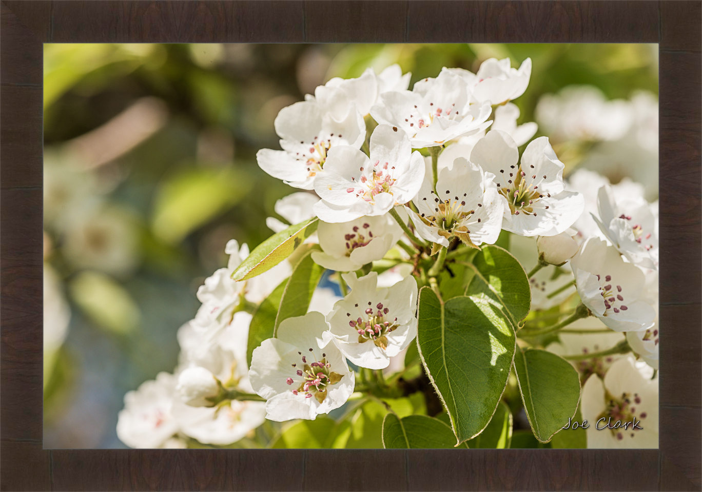 Apple Blossom 2 by Joe Clark R60545