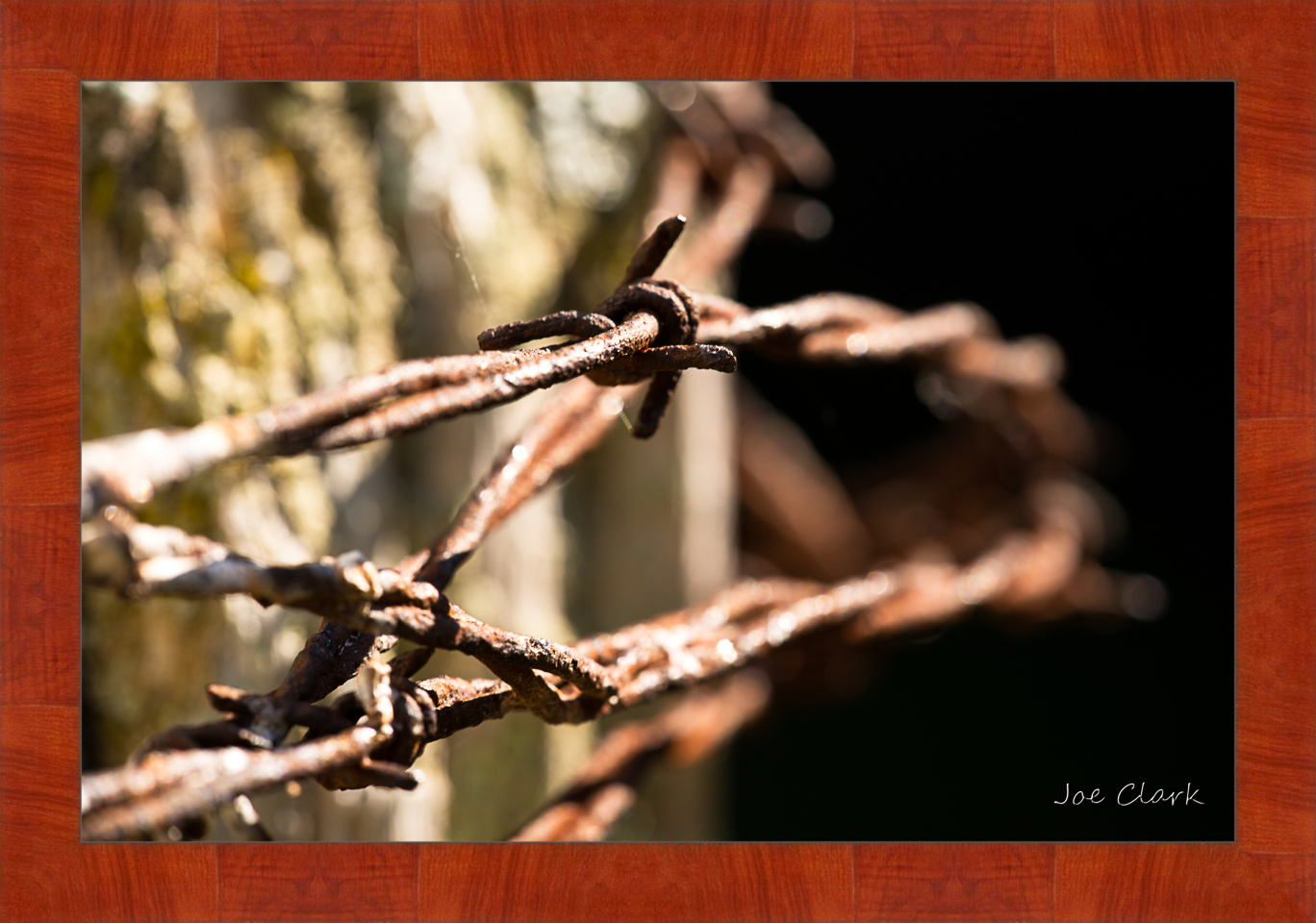 Barbed Wire 1 by Joe Clark R60553