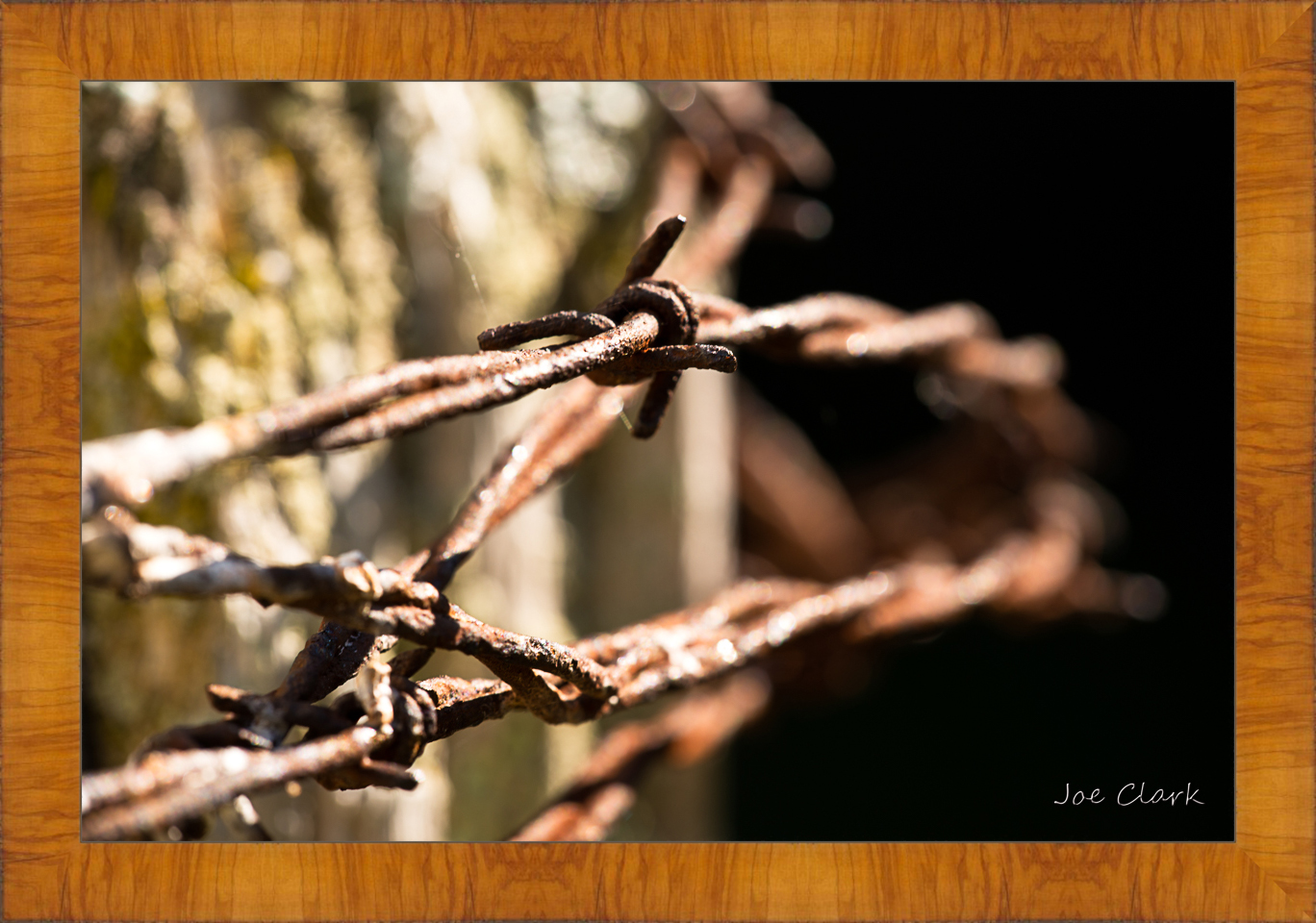 Barbed Wire 1 by Joe Clark R60583