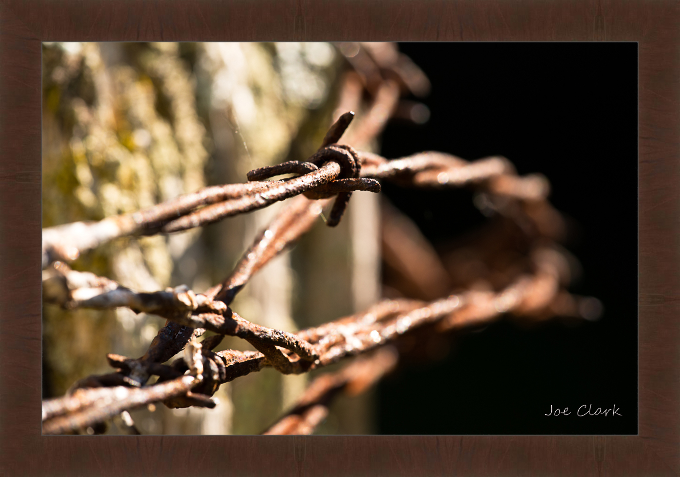 Barbed Wire 1 by Joe Clark R60587