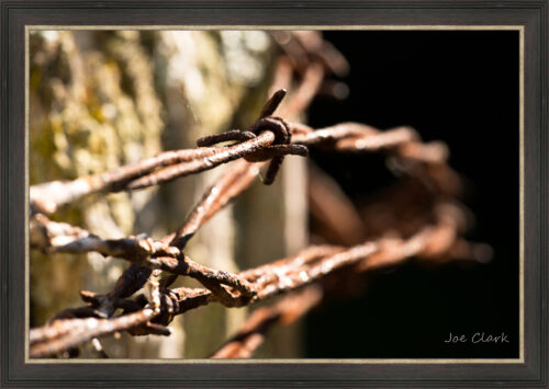 Barbed Wire 1 by Joe Clark L638120L638120