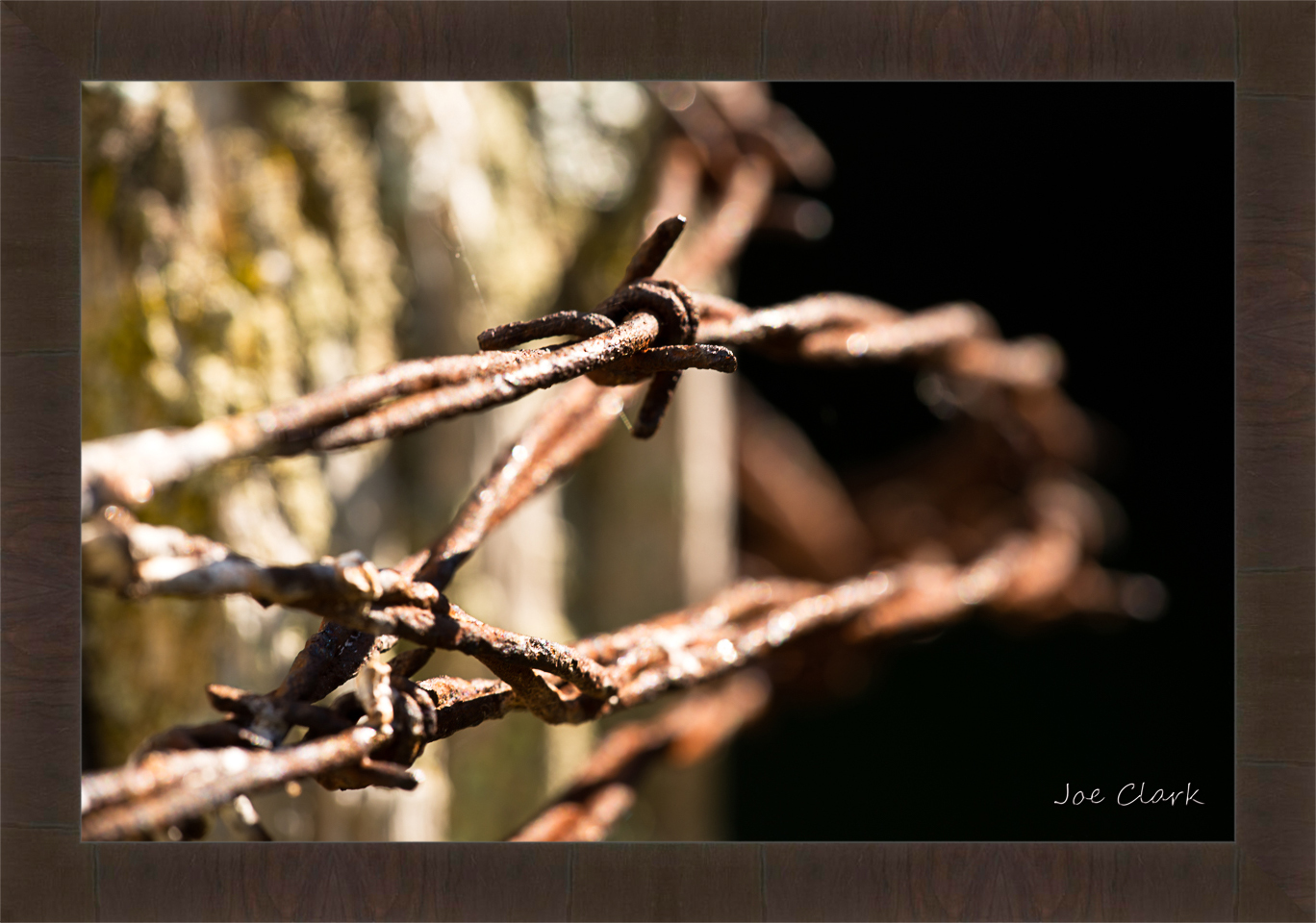 Barbed Wire 1 by Joe Clark R60545