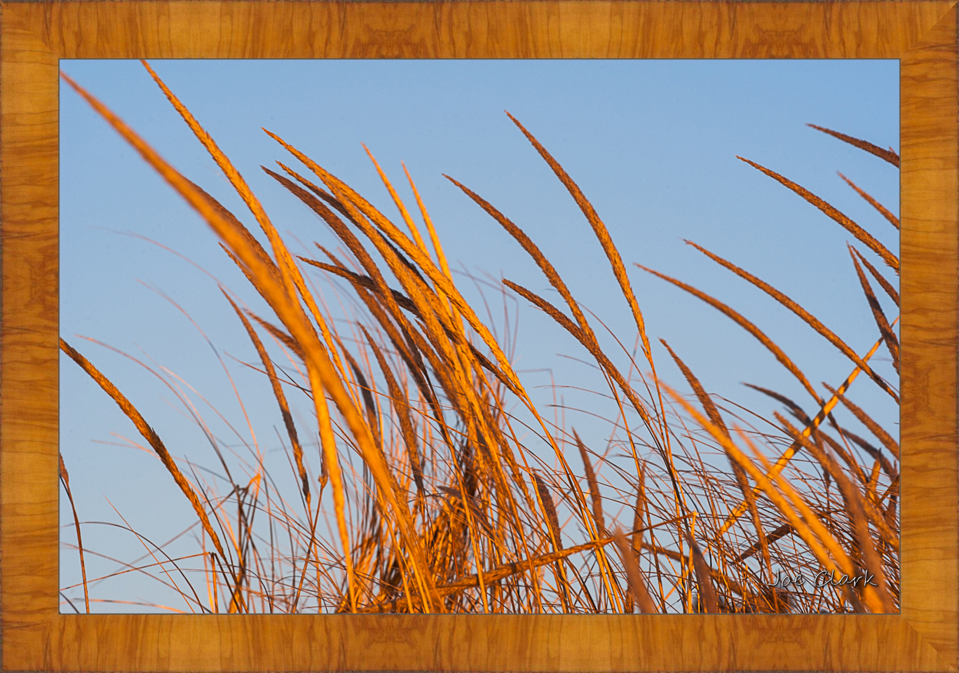 Beach grass by Joe Clark R60583