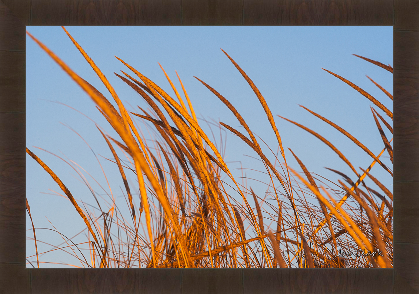 Beach grass by Joe Clark R60545