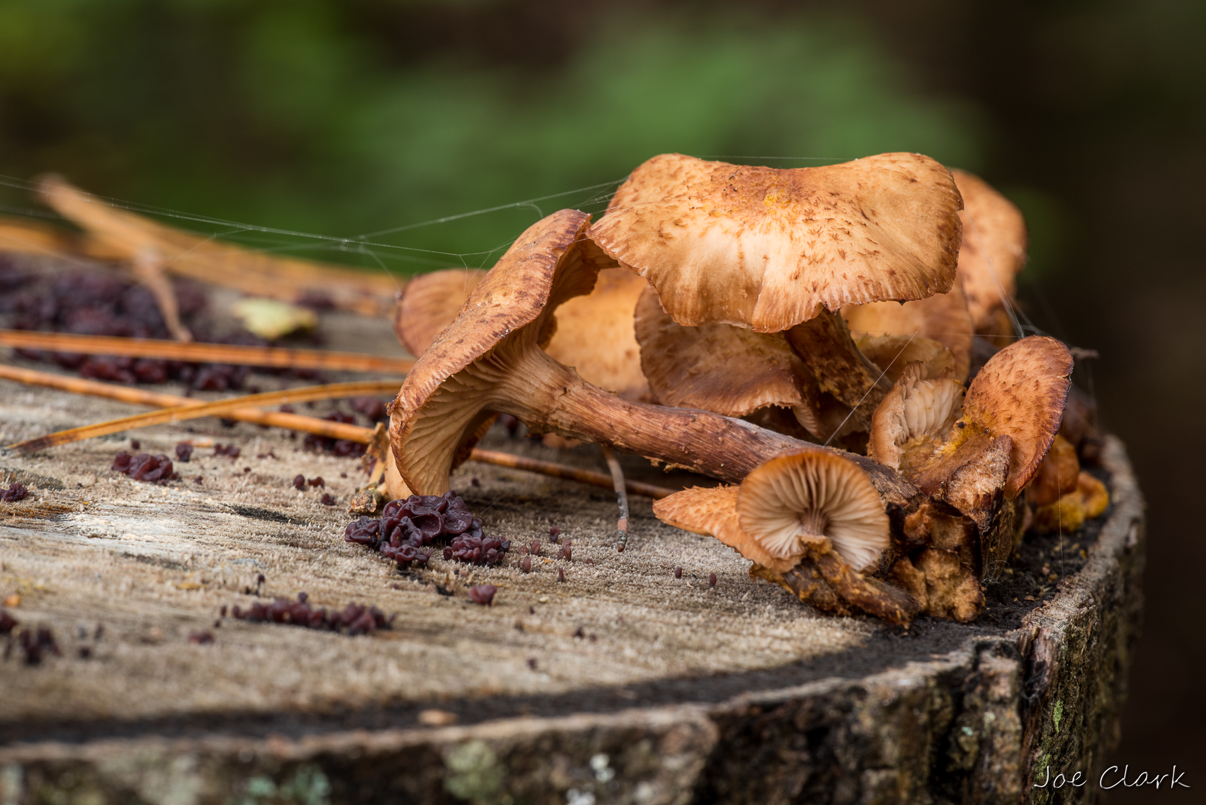 Fall Fungi by Joe Clark
