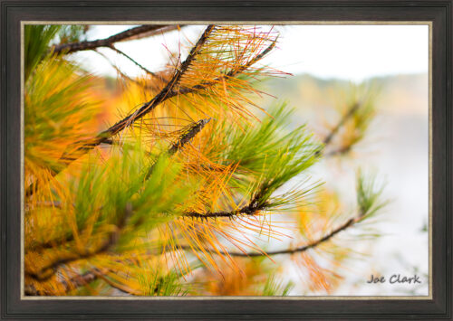 Golden Pine by Joe Clark L638120L638120