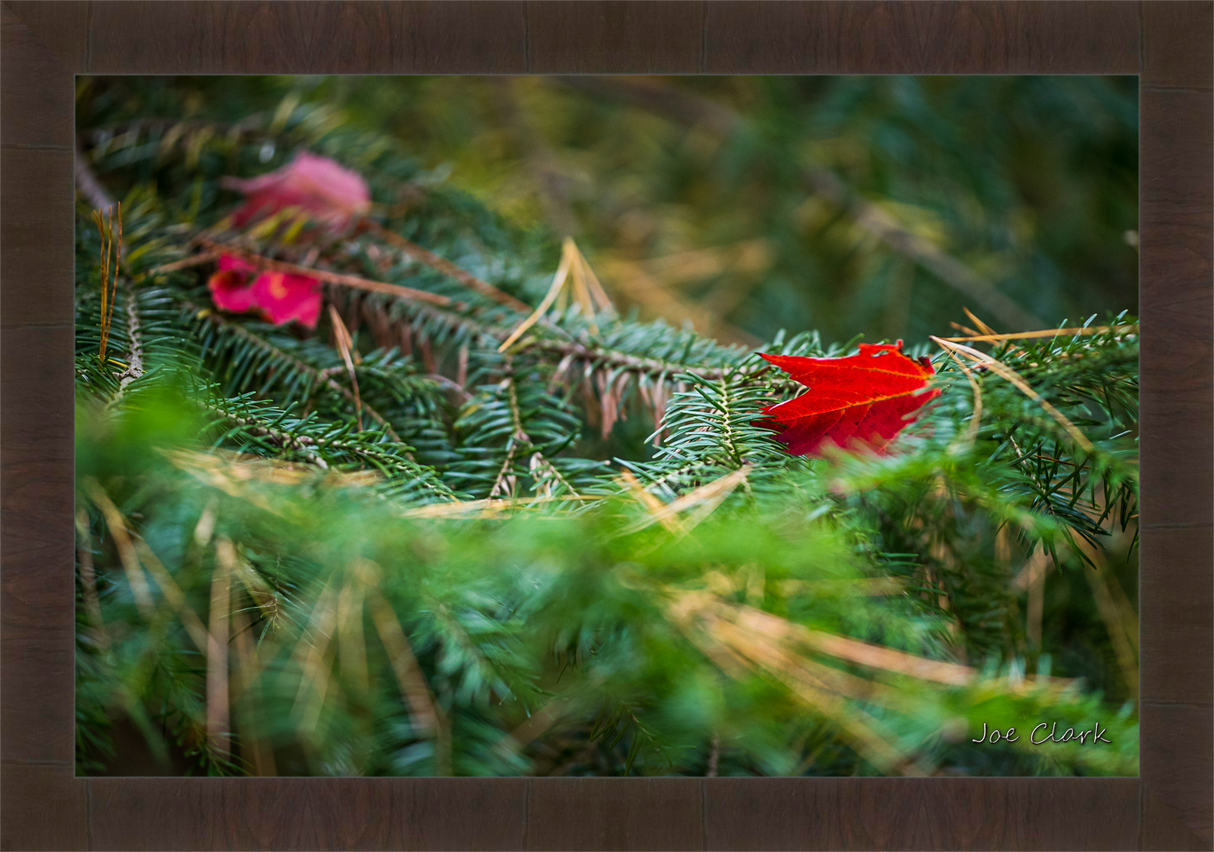 Red Leaf by Joe Clark R60545