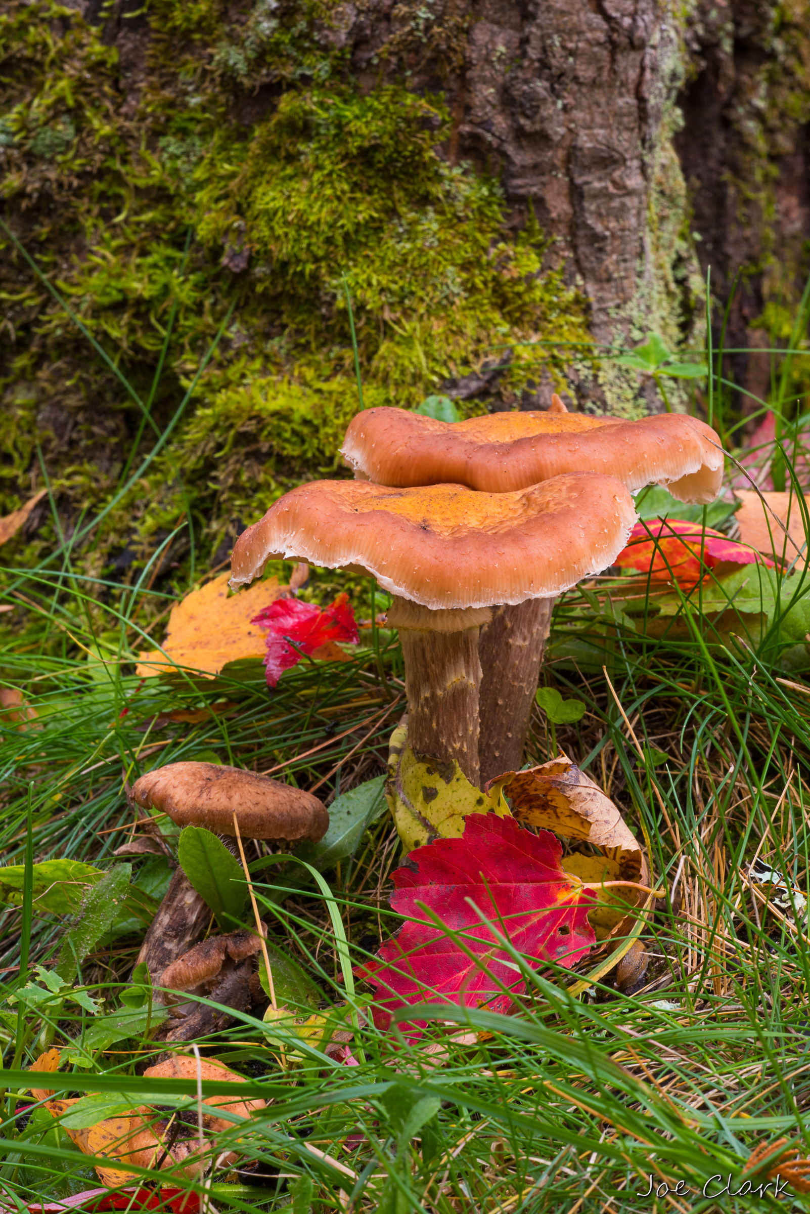 Tree Mushroom by Joe Clark