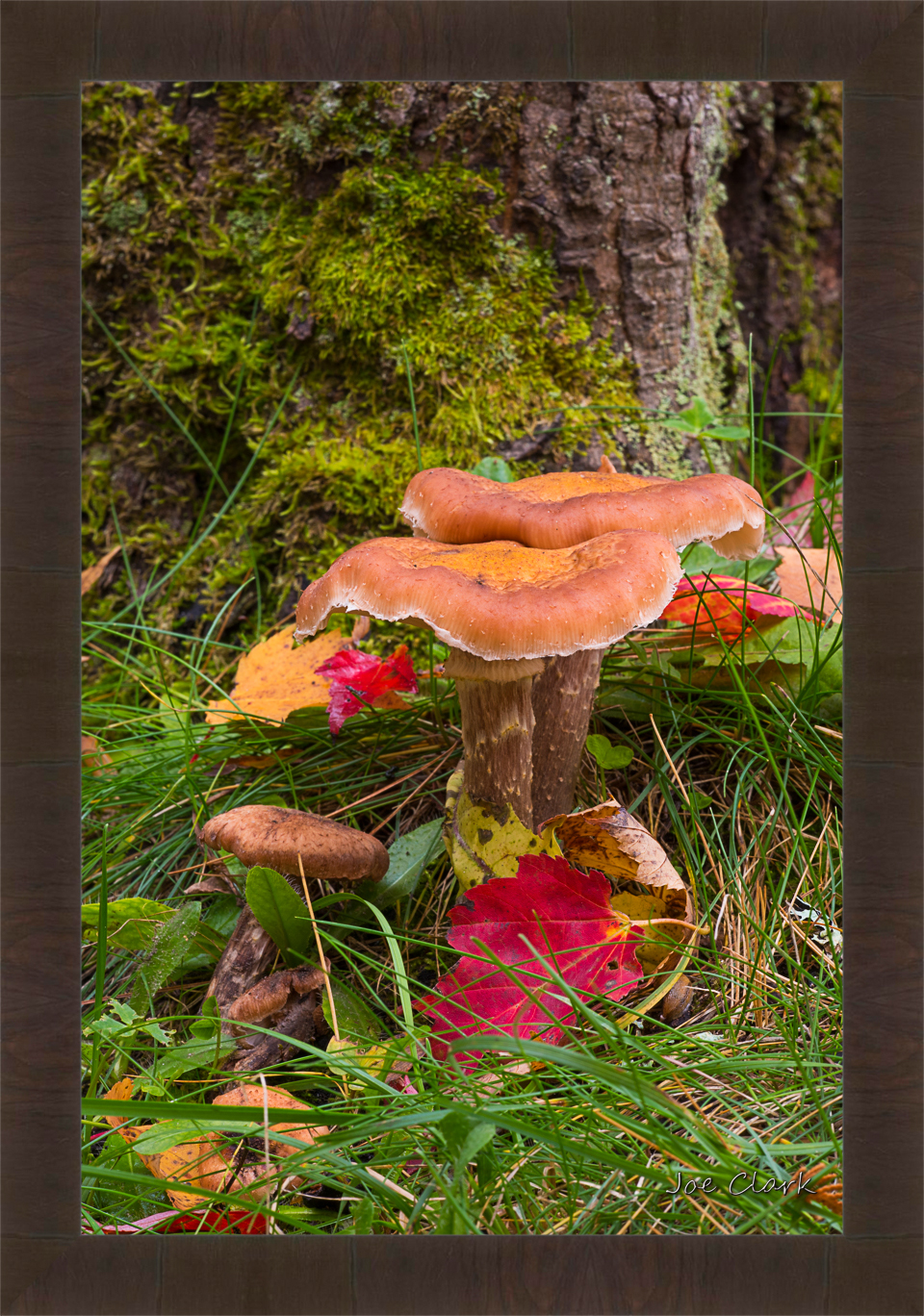 Treee Mushroom by Joe Clark R60545