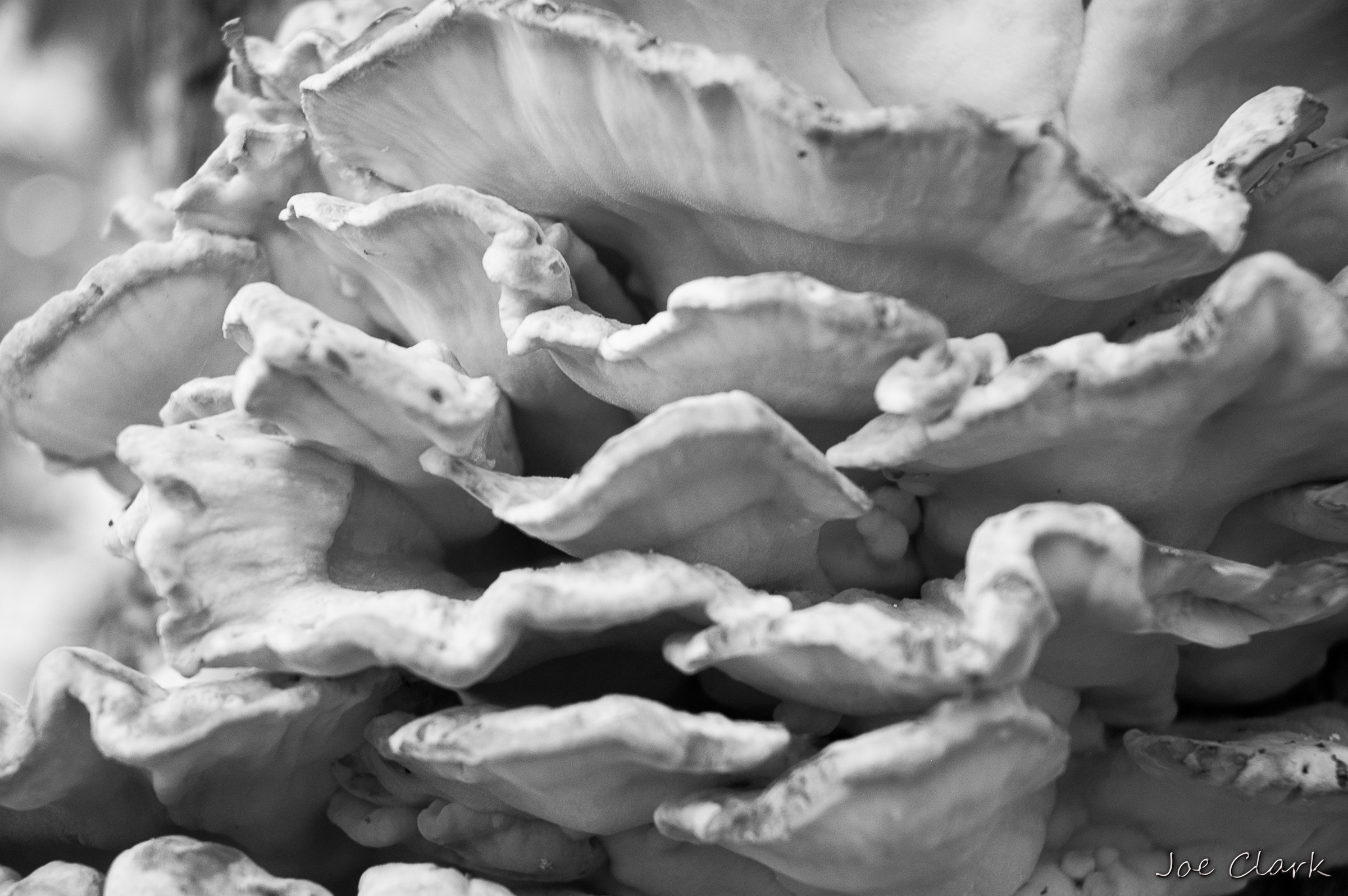 Fungus. by Joe Clark American landscape Photographer