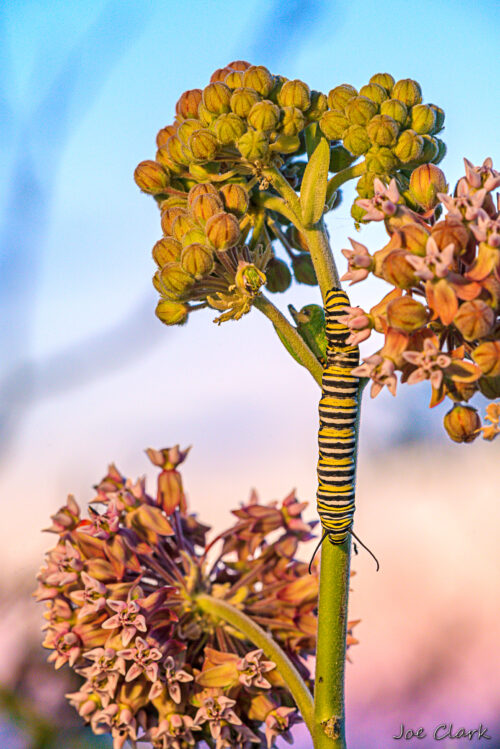 Monarch Caterpillar by Joe Clark American landscape Photographer