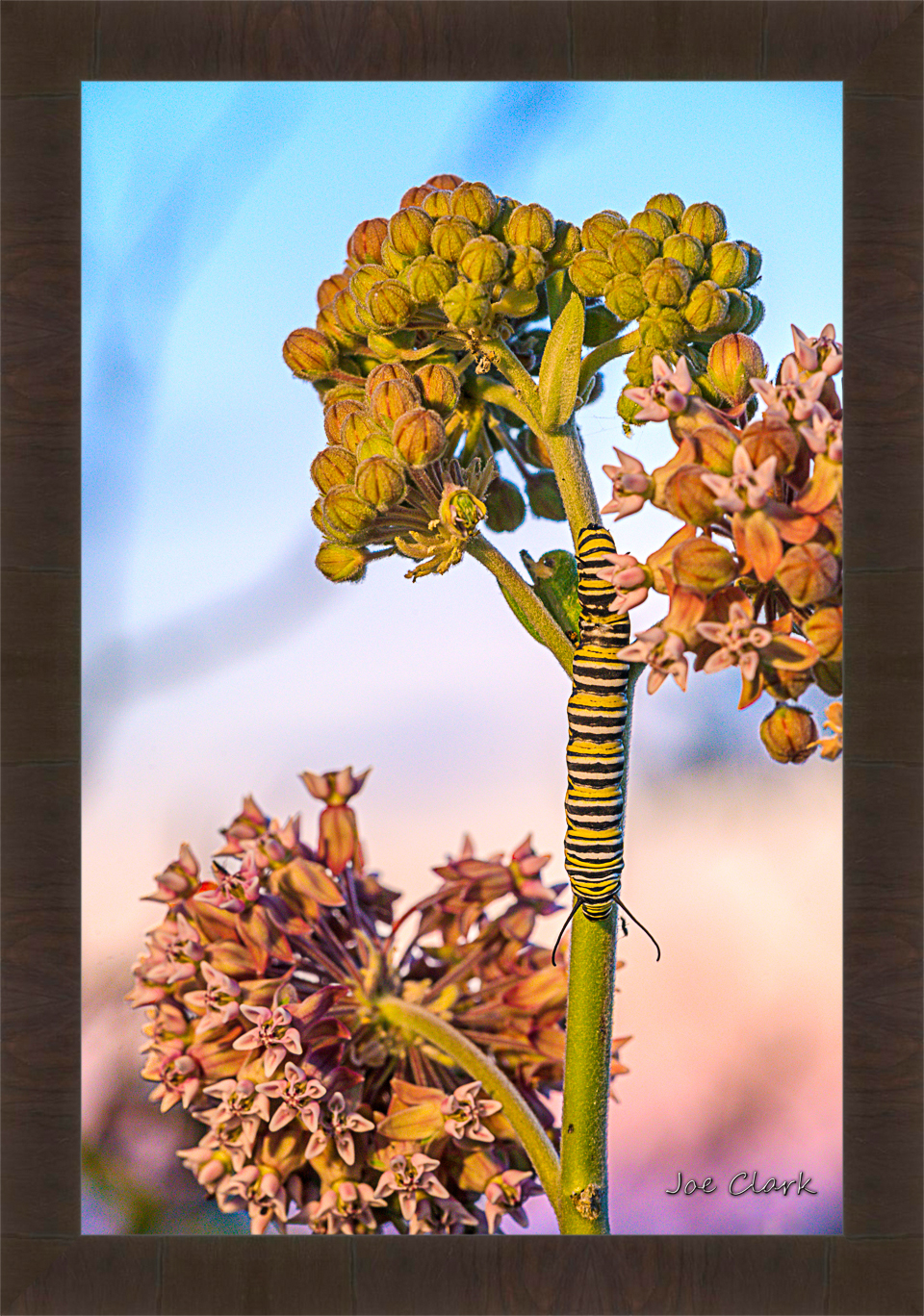 Monarch Caterpillar by Joe Clark R60545