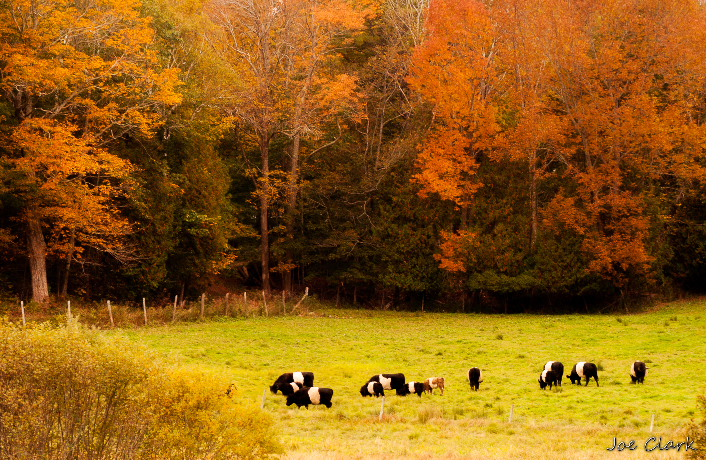 Oreo Cows by Joe Clark American landscape Photographer