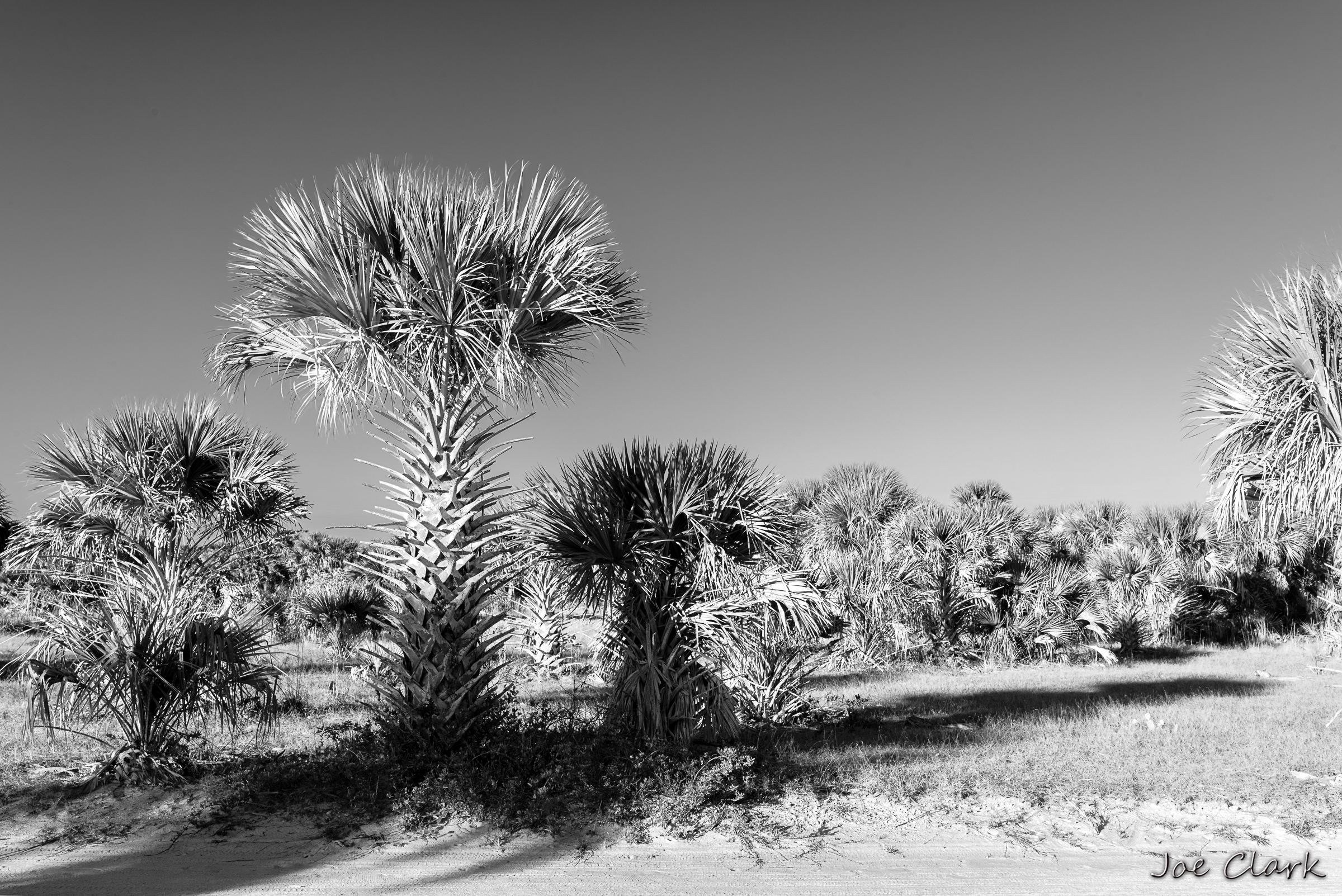 Palm Morning by Joe Clark American landscape Photographer