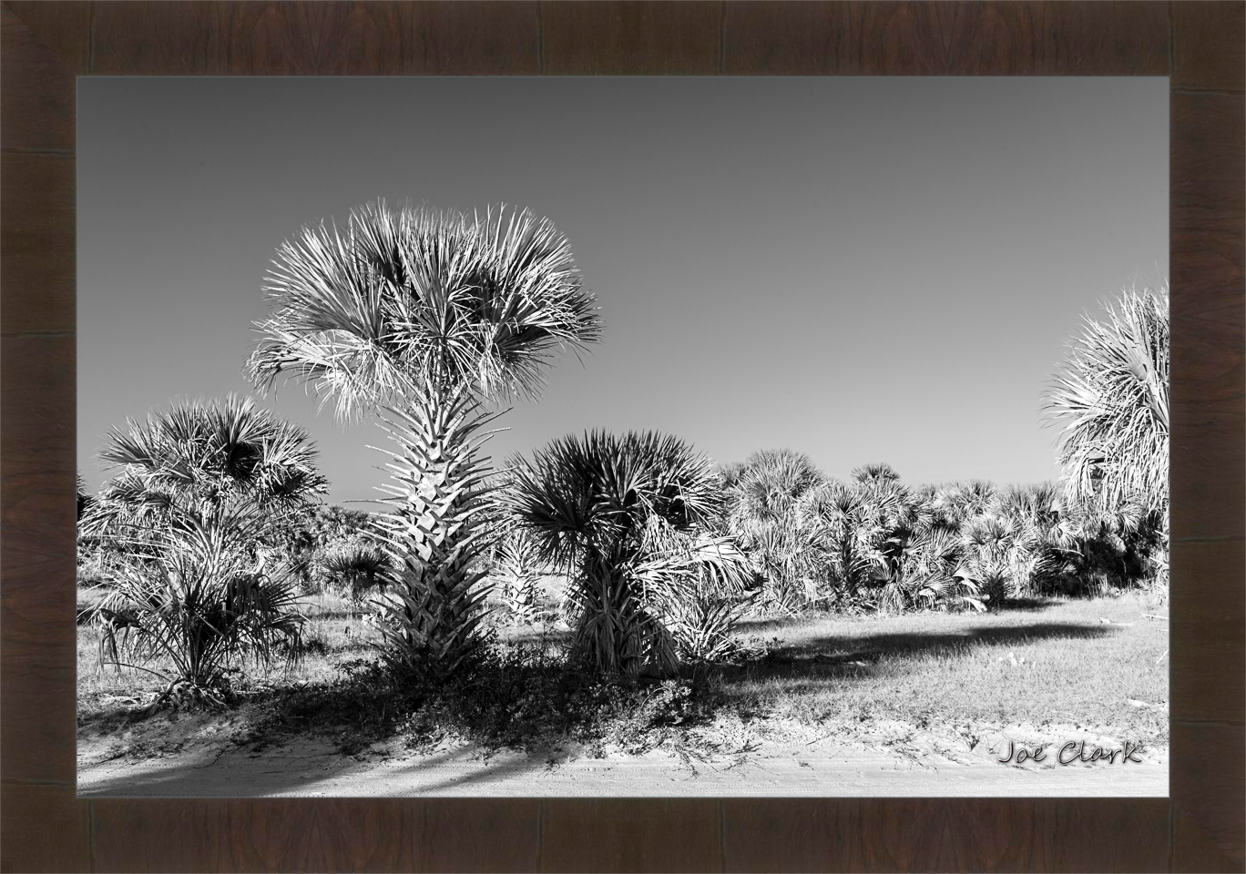 Palm Morning by Joe Clark R60545