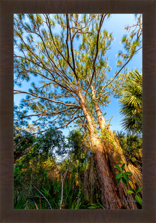 Tropical Pine by Joe Clark R60545