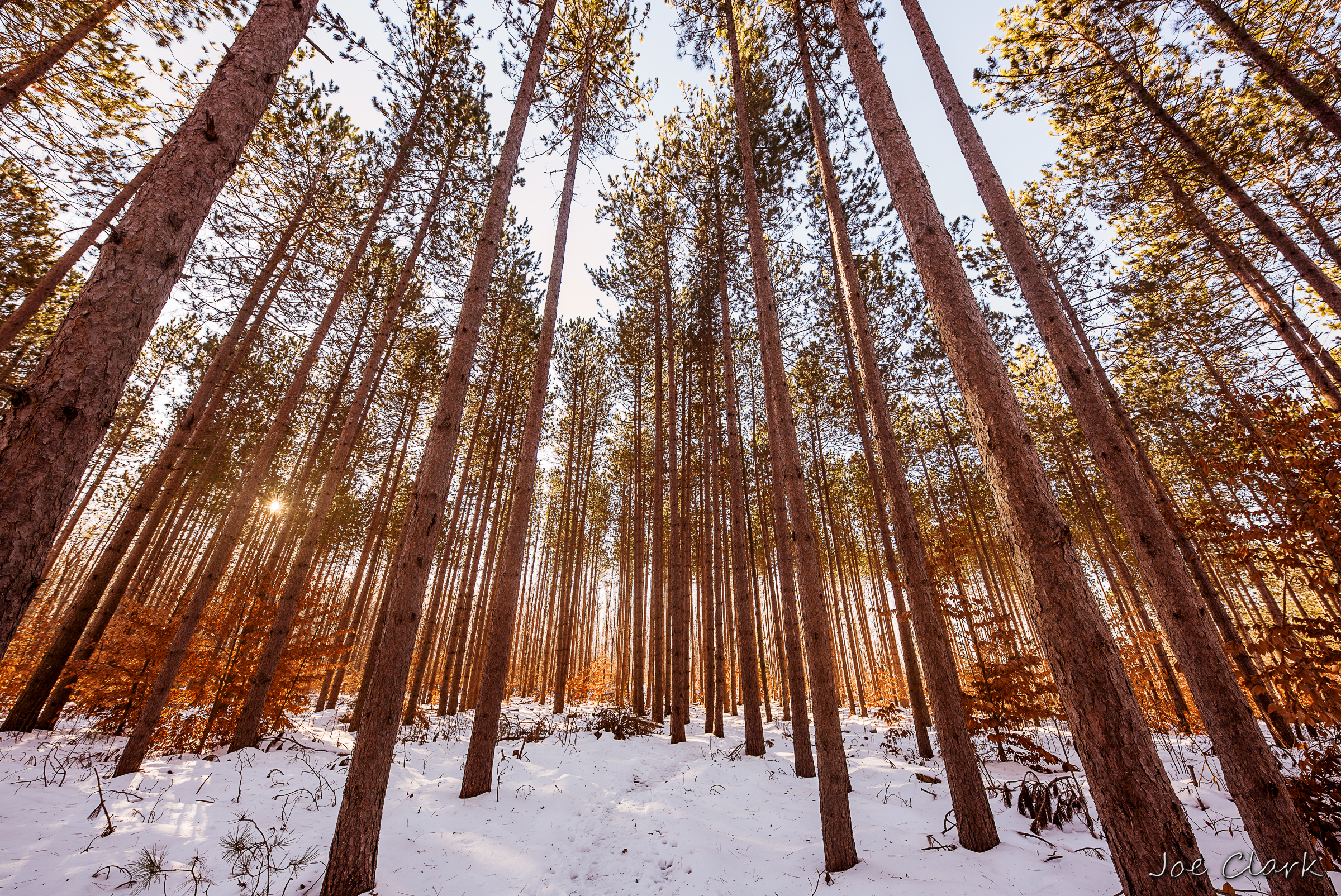 Pine Snow by Joe Clark American landscape Photographer