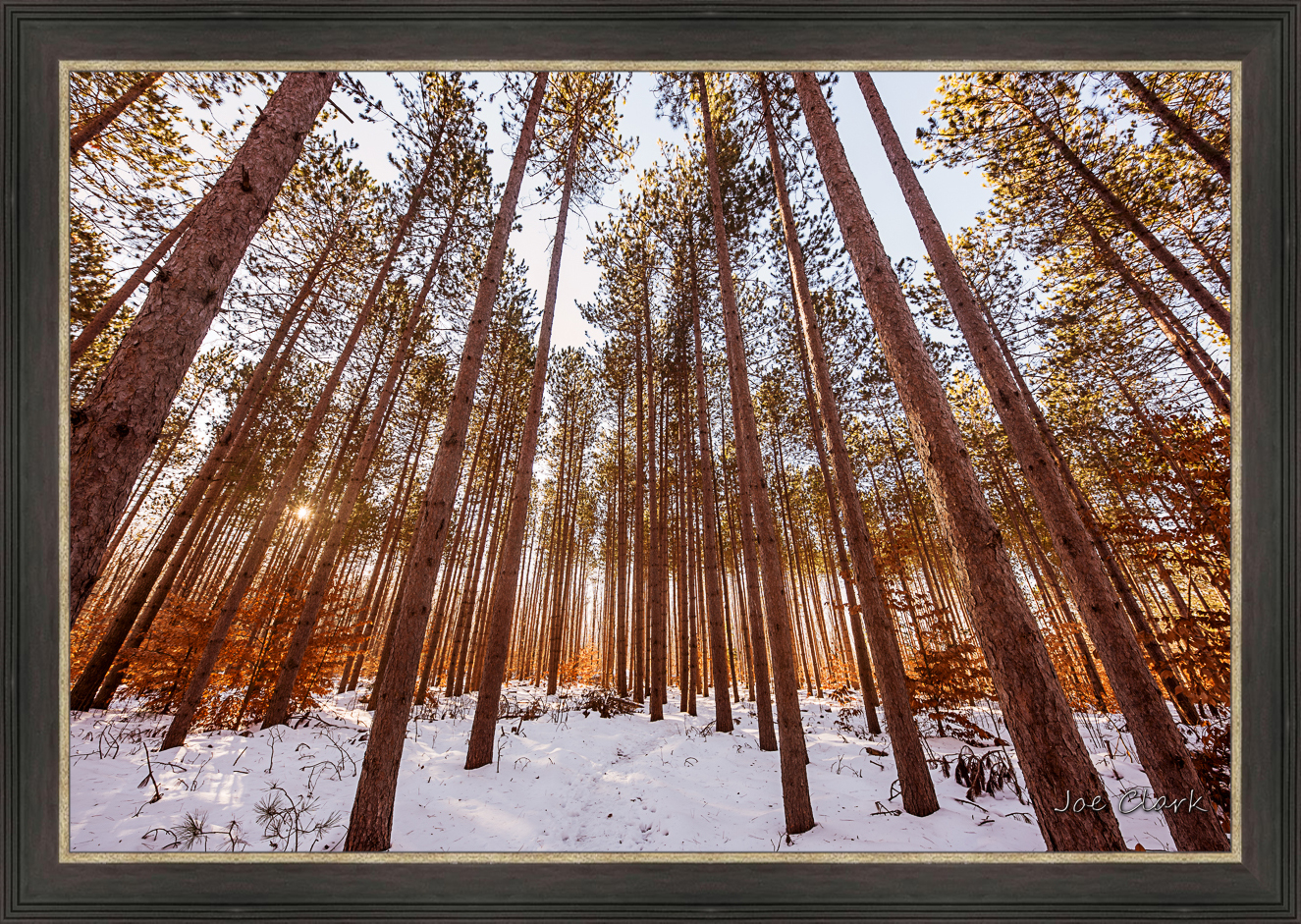 Pine Snow by Joe Clark L638120