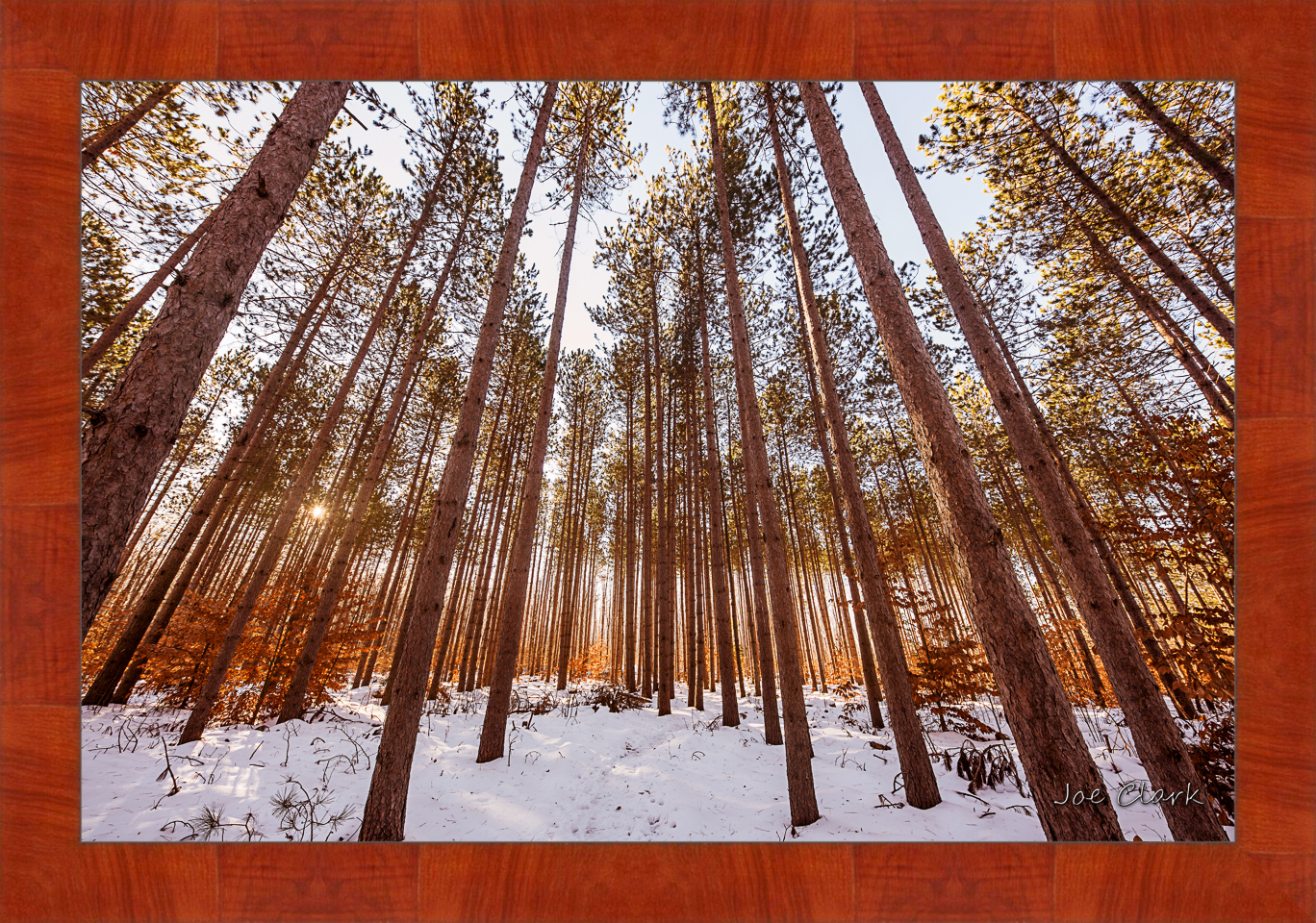 Pine Snow by Joe Clark R60553