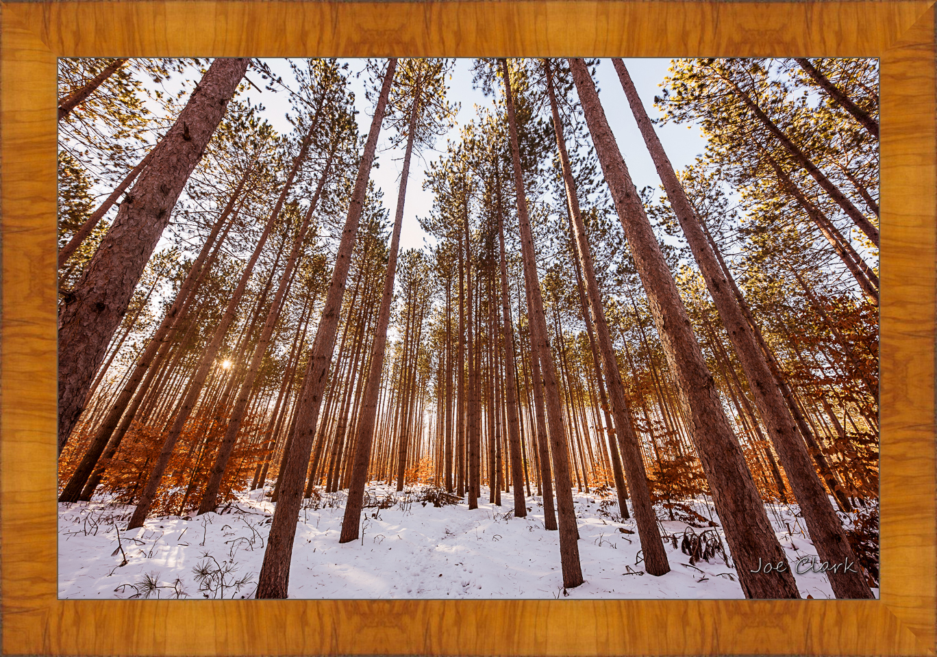 Pine Snow by Joe Clark R60583