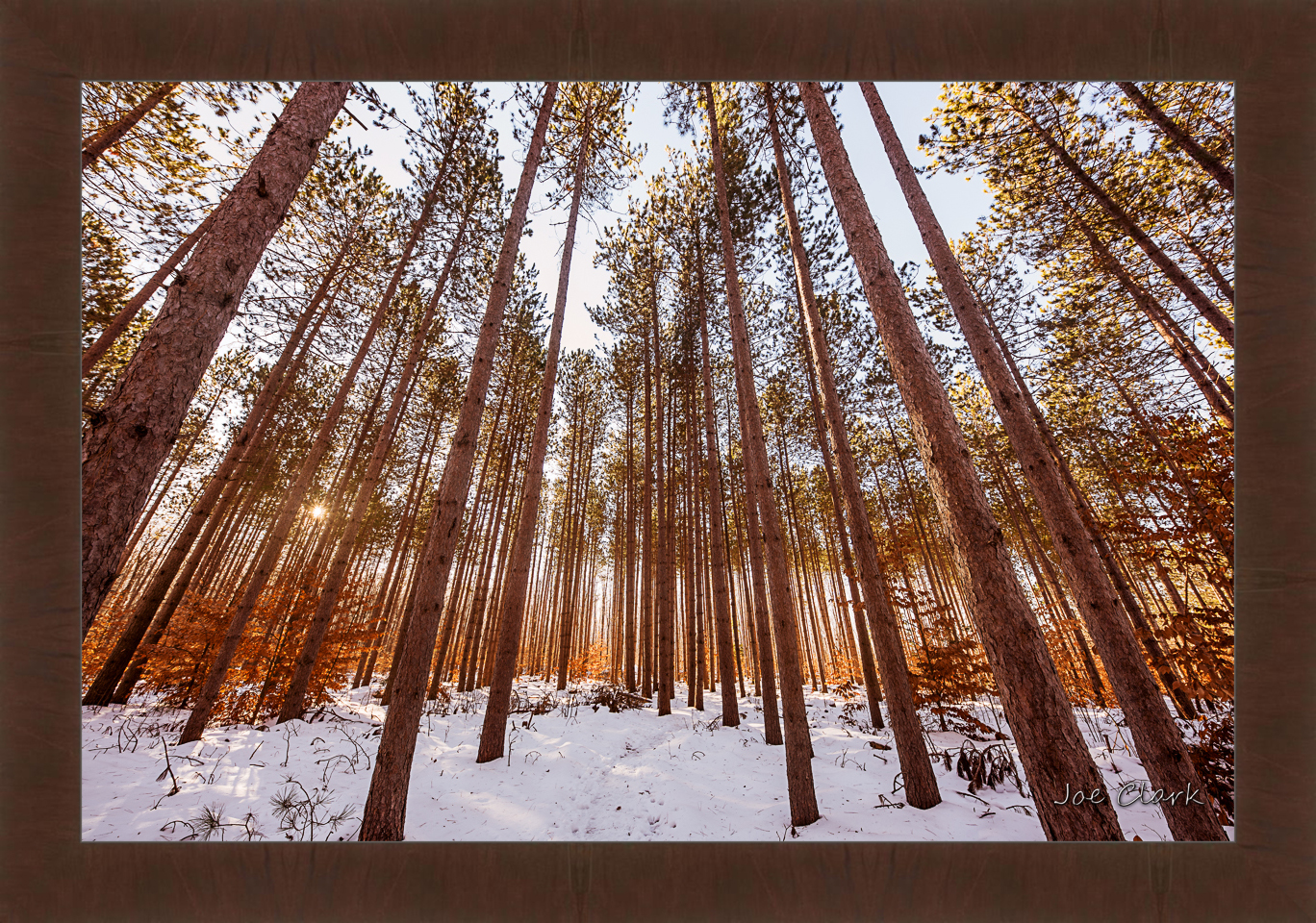 Pine Snow by Joe Clark R60587