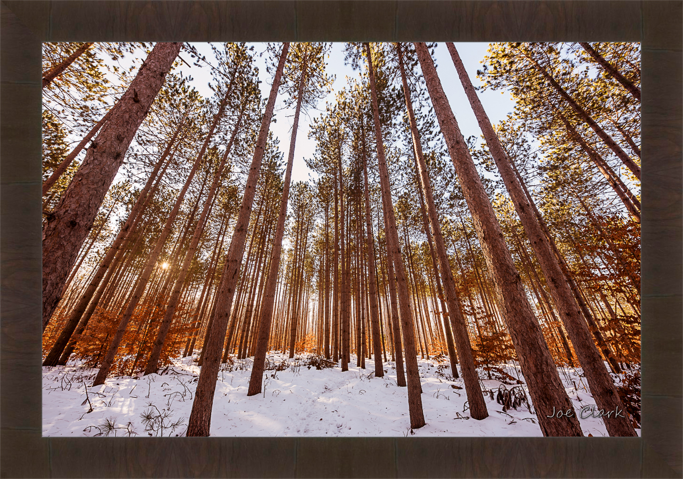 Pine Snow by Joe Clark R60545