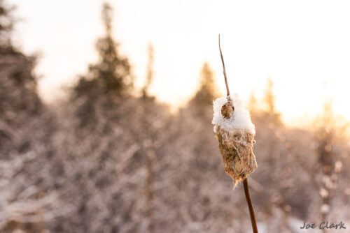 Snowy Cotton by Joe Clark American landscape Photographer