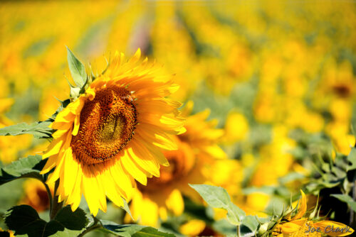 Sunflower FIeld by Joe Clark American landscape Photographer