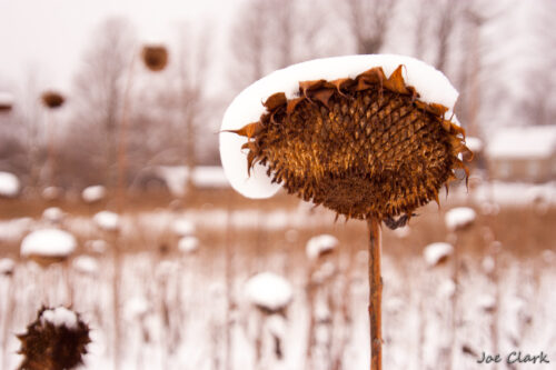 Sunflower II. by Joe Clark American landscape Photographer 1