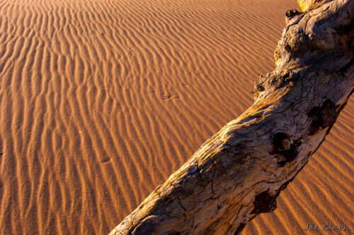 Tree and sand. by Joe Clark American landscape Photographer