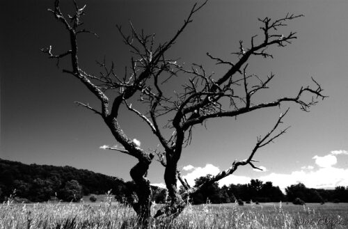 Tree by Joe Clark American landscape Photographer