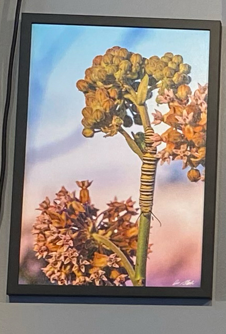 Monarch Caterpillar 12x18 Framed Canvas