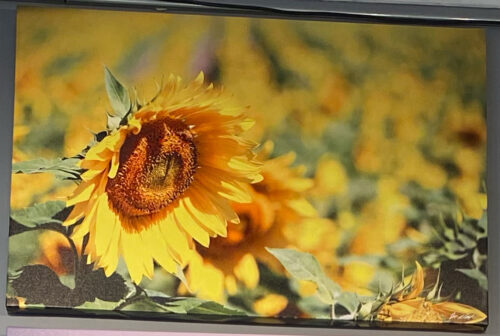 Sunflower Field 26'5x40 GWC