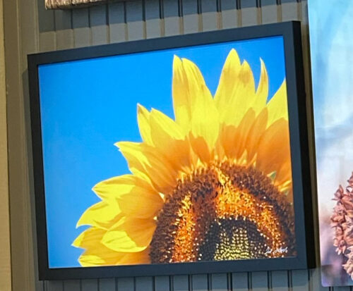 Sunflower Summer 12x18 Metal