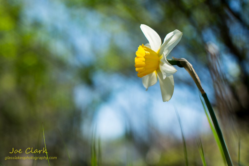 Spring Daisy in Ludington. By Joe Clark.