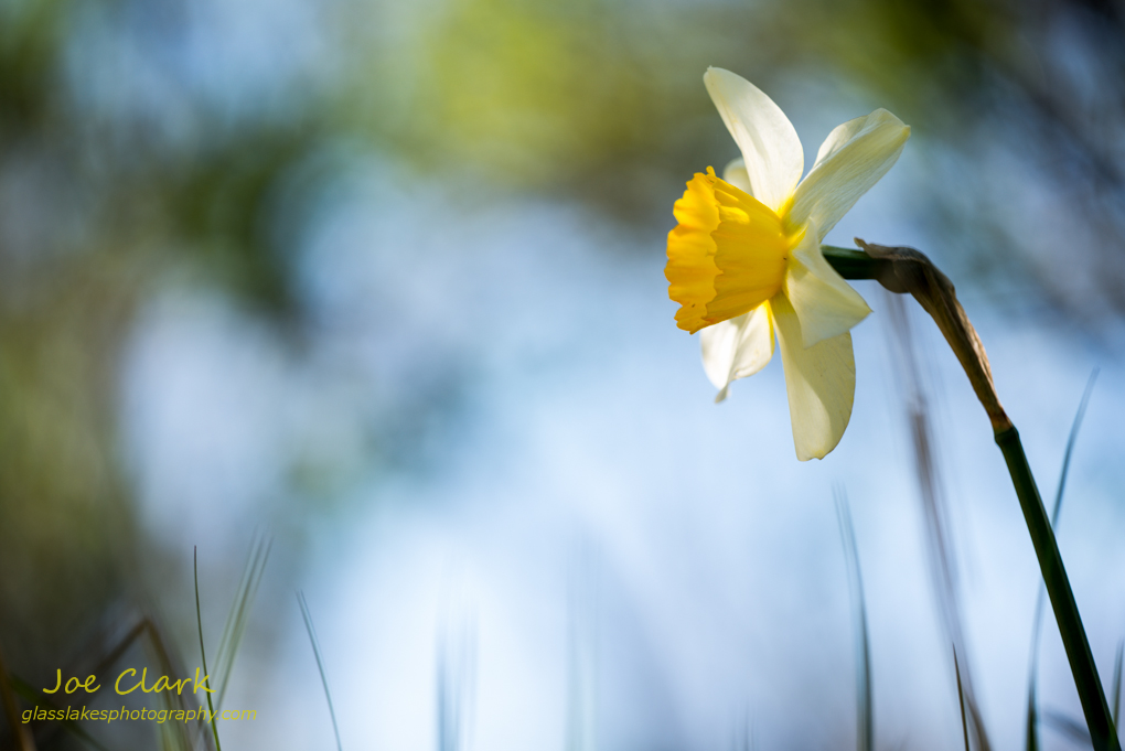 Springtime. By Joe Clark.